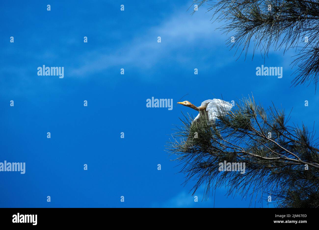 Un allevamento di bestiame (Bubulcus ibis) che raccoglie materiale di nidificazione a Sydney, NSW, Australia (foto di Tara Chand Malhotra) Foto Stock