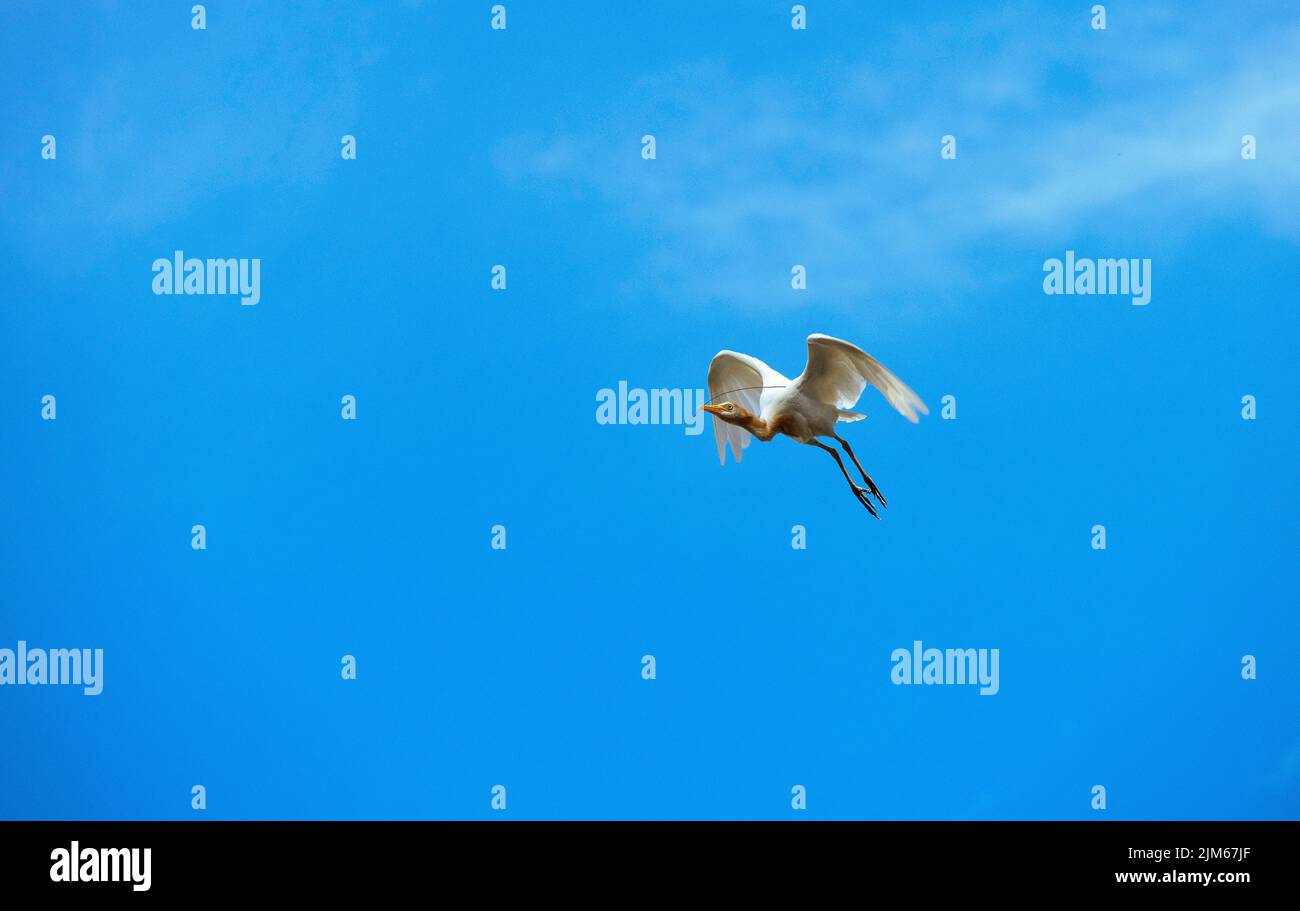 Un allevamento di bestiame (Bubulcus ibis) che raccoglie materiale di nidificazione a Sydney, NSW, Australia (foto di Tara Chand Malhotra) Foto Stock