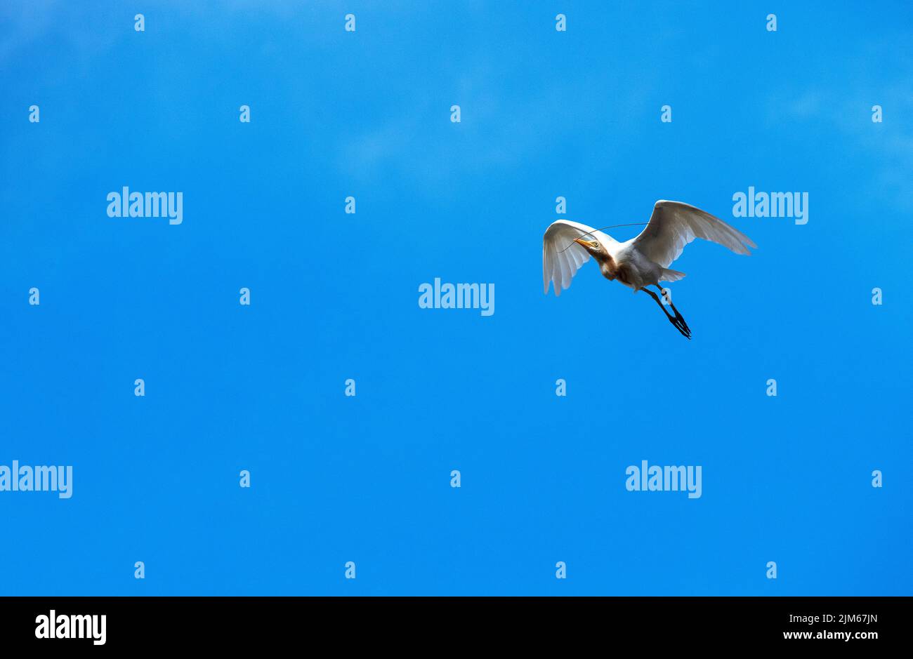 Un allevamento di bestiame (Bubulcus ibis) che raccoglie materiale di nidificazione a Sydney, NSW, Australia (foto di Tara Chand Malhotra) Foto Stock