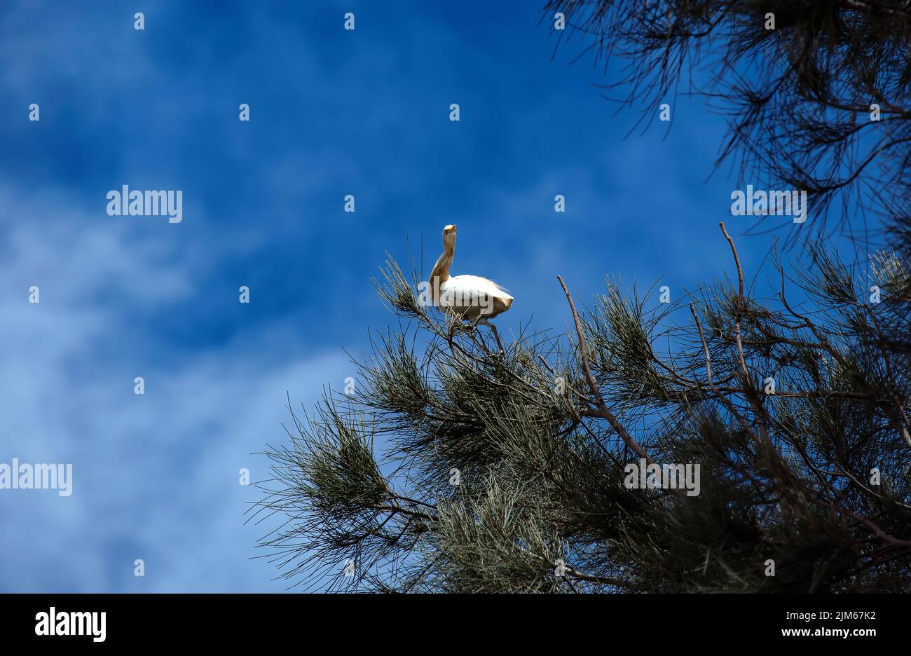 Un allevamento di bestiame (Bubulcus ibis) arroccato sul ramo di un albero a Sydney, NSW, Australia (foto di Tara Chand Malhotra) Foto Stock