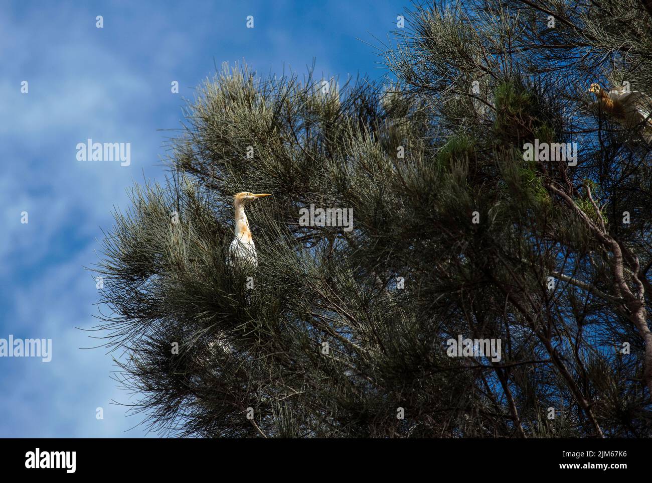 Due allevamenti di bestiame (Bubulcus ibis) arroccati sul ramo di un albero a Sydney, NSW, Australia (foto di Tara Chand Malhotra) Foto Stock