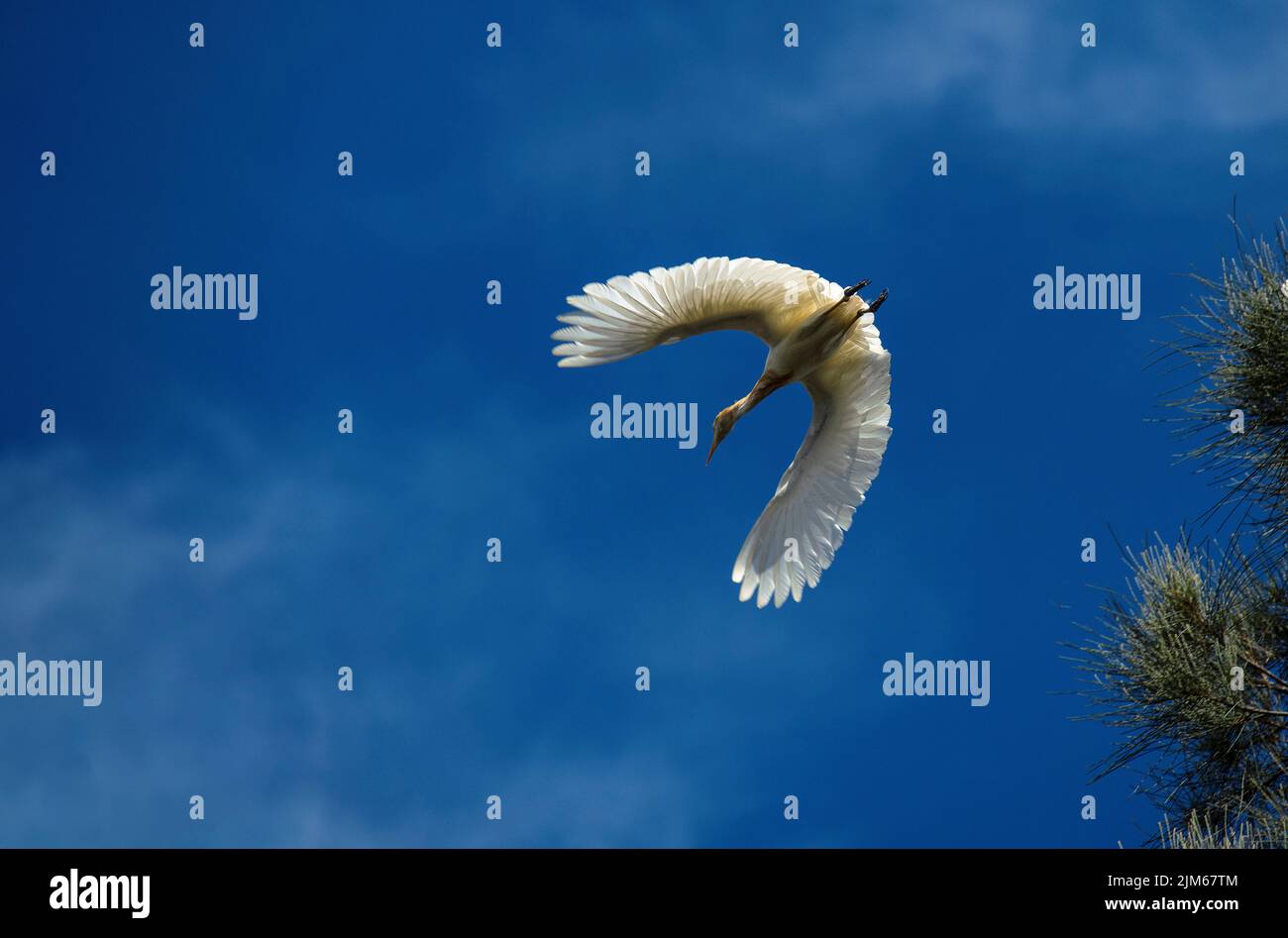 Un allevamento di bestiame (Bubulcus ibis) che decollera da un albero a Sydney, NSW, Australia (foto di Tara Chand Malhotra) Foto Stock