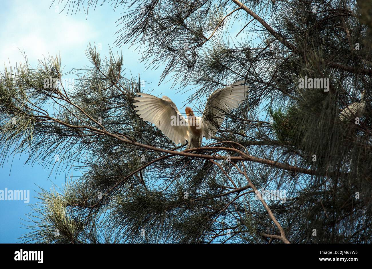 Un allevamento di bestiame (Bubulcus ibis) che raccoglie materiale di nidificazione a Sydney, NSW, Australia (foto di Tara Chand Malhotra) Foto Stock