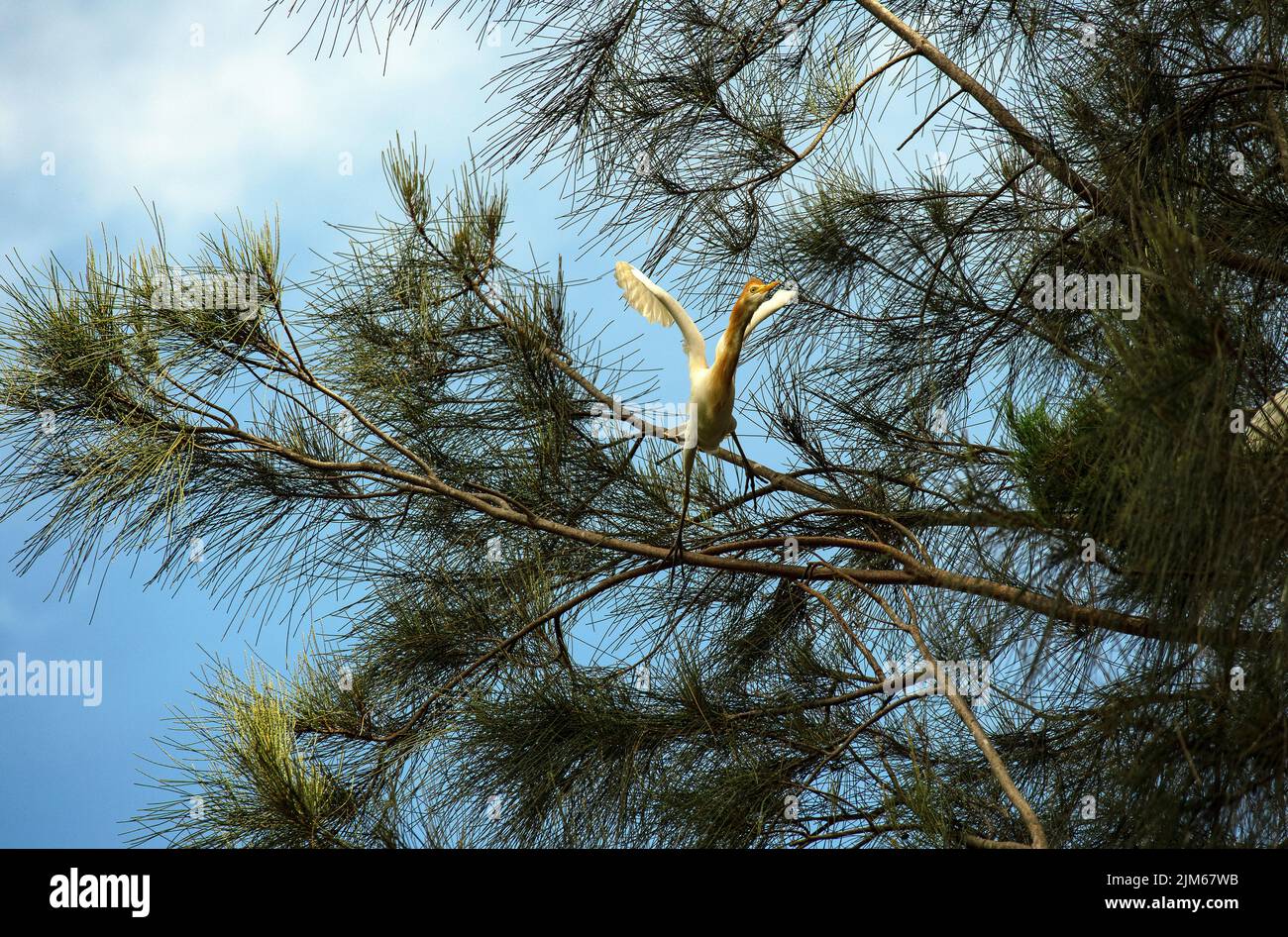 Un allevamento di bestiame (Bubulcus ibis) che decollera da un albero a Sydney, NSW, Australia (foto di Tara Chand Malhotra) Foto Stock