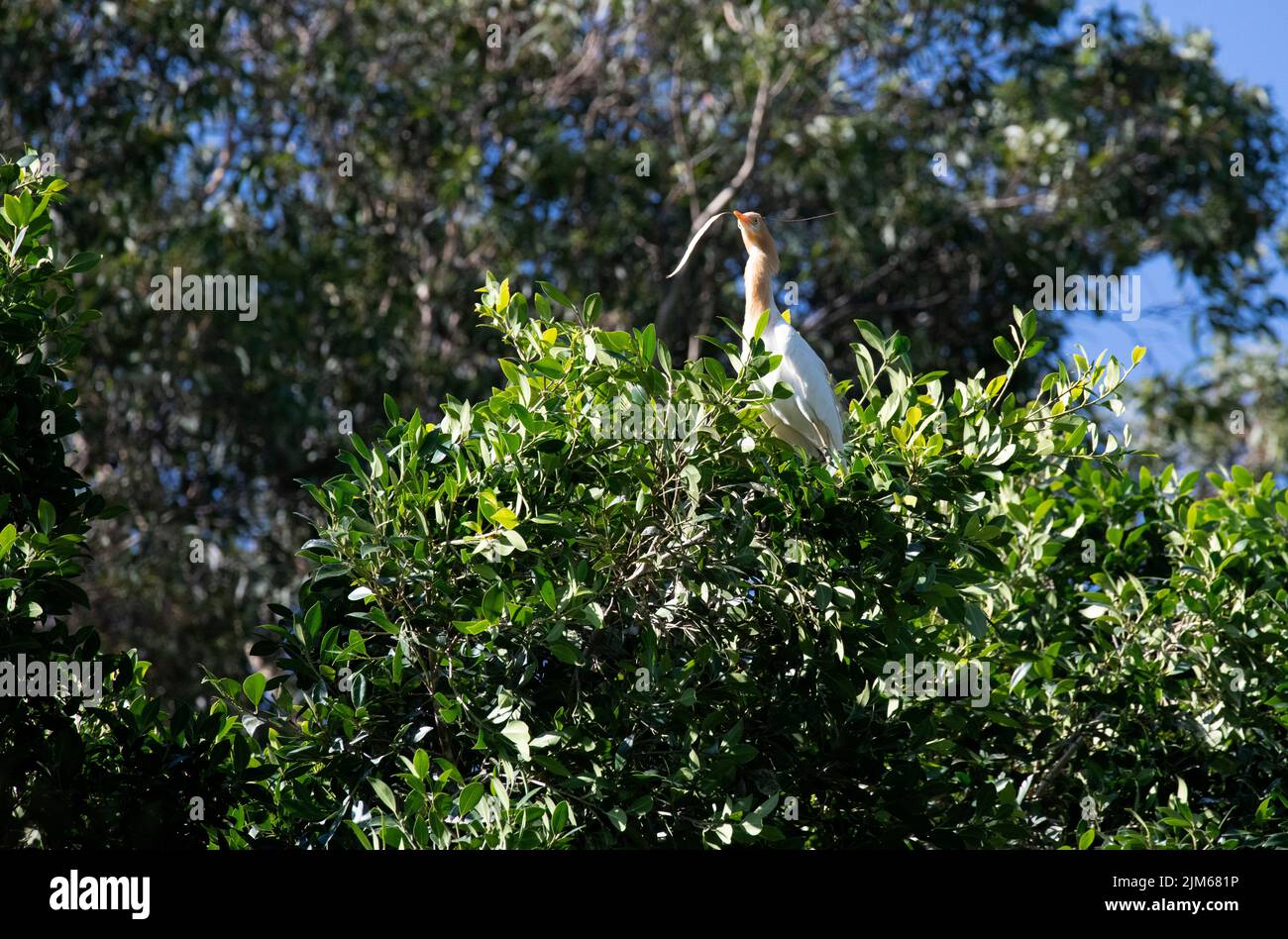 Un allevamento di bestiame (Bubulcus ibis) che raccoglie materiale di nidificazione a Sydney, NSW, Australia (foto di Tara Chand Malhotra) Foto Stock