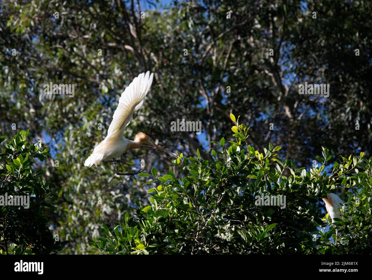 Un allevamento di bestiame (Bubulcus ibis) che raccoglie materiale di nidificazione a Sydney, NSW, Australia (foto di Tara Chand Malhotra) Foto Stock