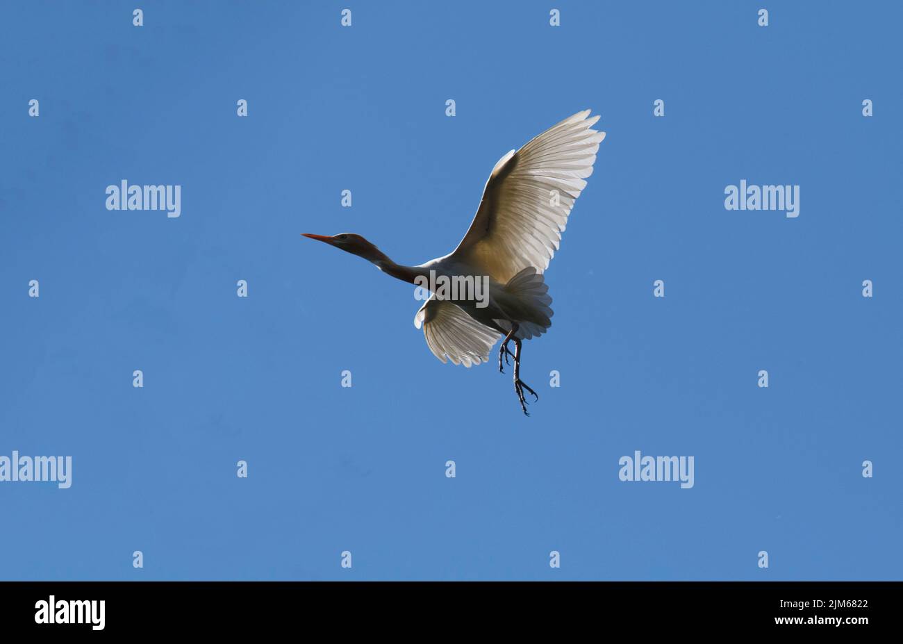 Un allevamento di bestiame (Bubulcus ibis) in volo a Sydney, NSW, Australia (foto di Tara Chand Malhotra) Foto Stock