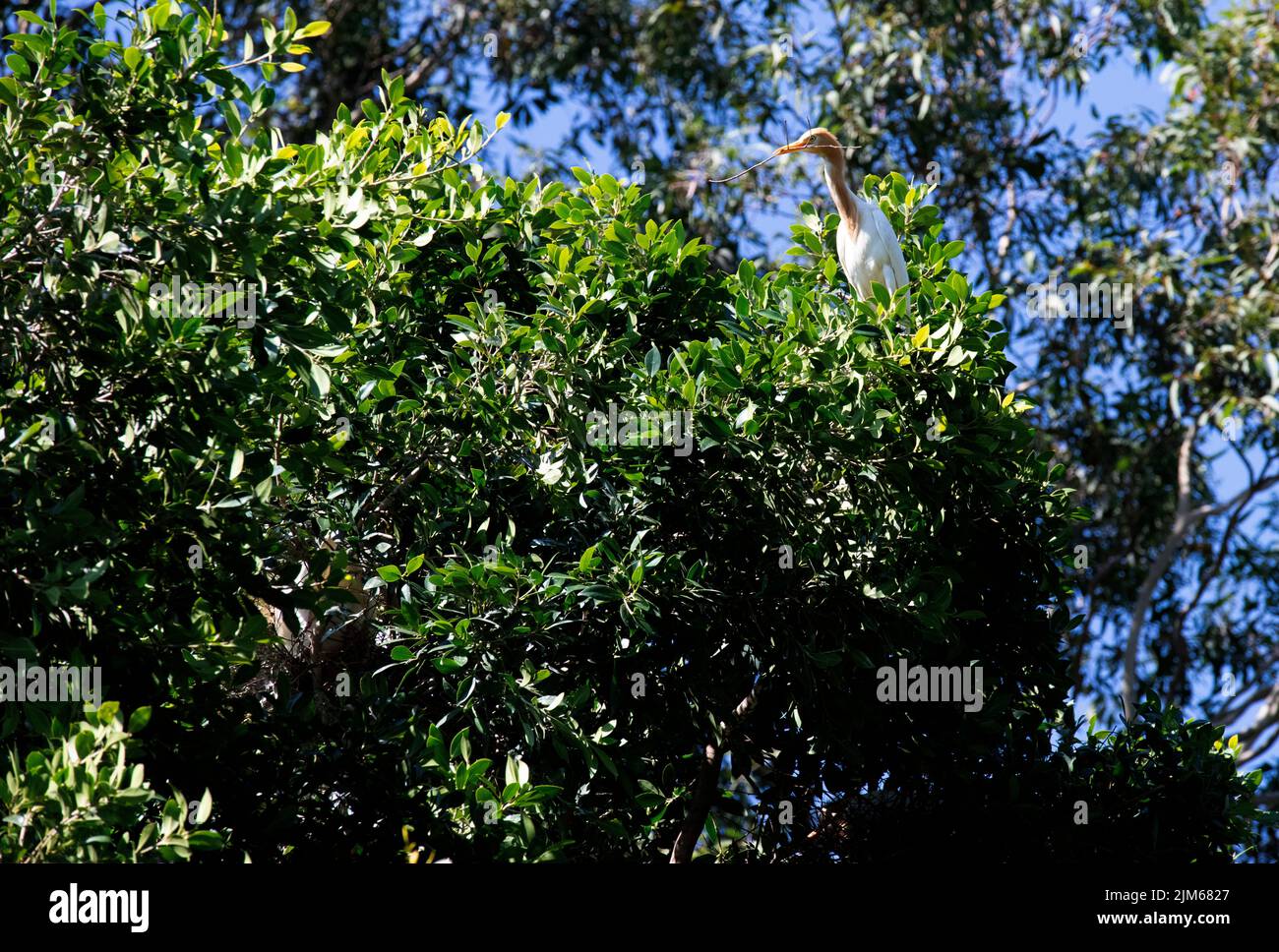 Un allevamento di bestiame (Bubulcus ibis) che raccoglie materiale di nidificazione a Sydney, NSW, Australia (foto di Tara Chand Malhotra) Foto Stock