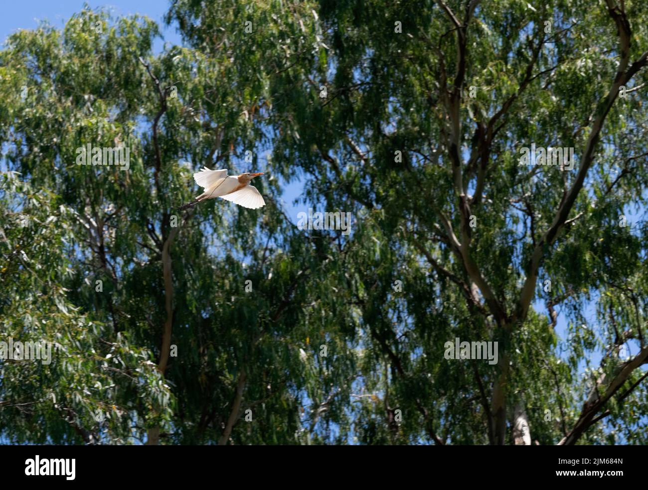 Un allevamento di bestiame (Bubulcus ibis) che raccoglie materiale di nidificazione a Sydney, NSW, Australia (foto di Tara Chand Malhotra) Foto Stock