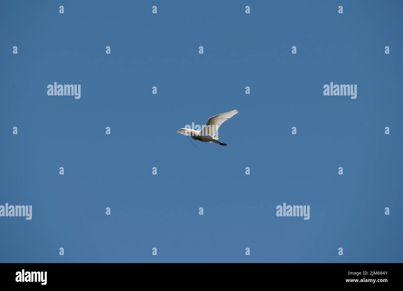 Un allevamento di bestiame (Bubulcus ibis) che raccoglie materiale di nidificazione a Sydney, NSW, Australia (foto di Tara Chand Malhotra) Foto Stock