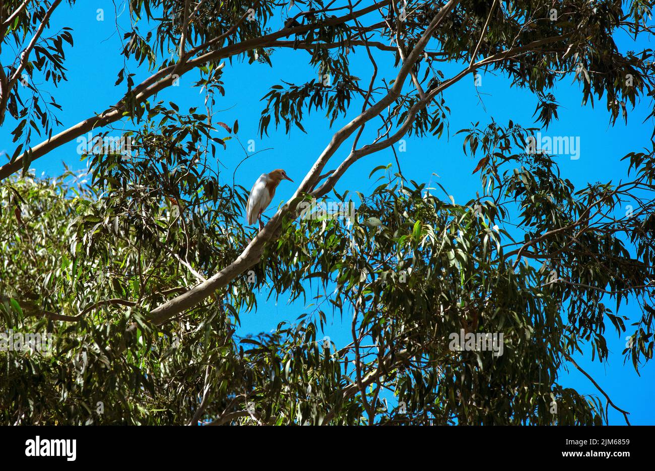 Un allevamento di bestiame (Bubulcus ibis) arroccato sul ramo di un albero a Sydney, NSW, Australia (foto di Tara Chand Malhotra) Foto Stock