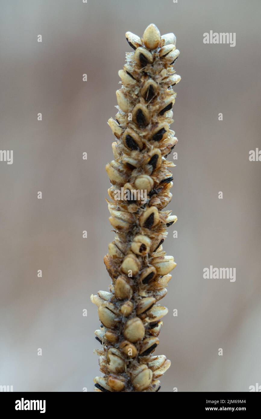 Un primo piano verticale di semi di mullein comuni. Messa a fuoco superficiale. Foto Stock