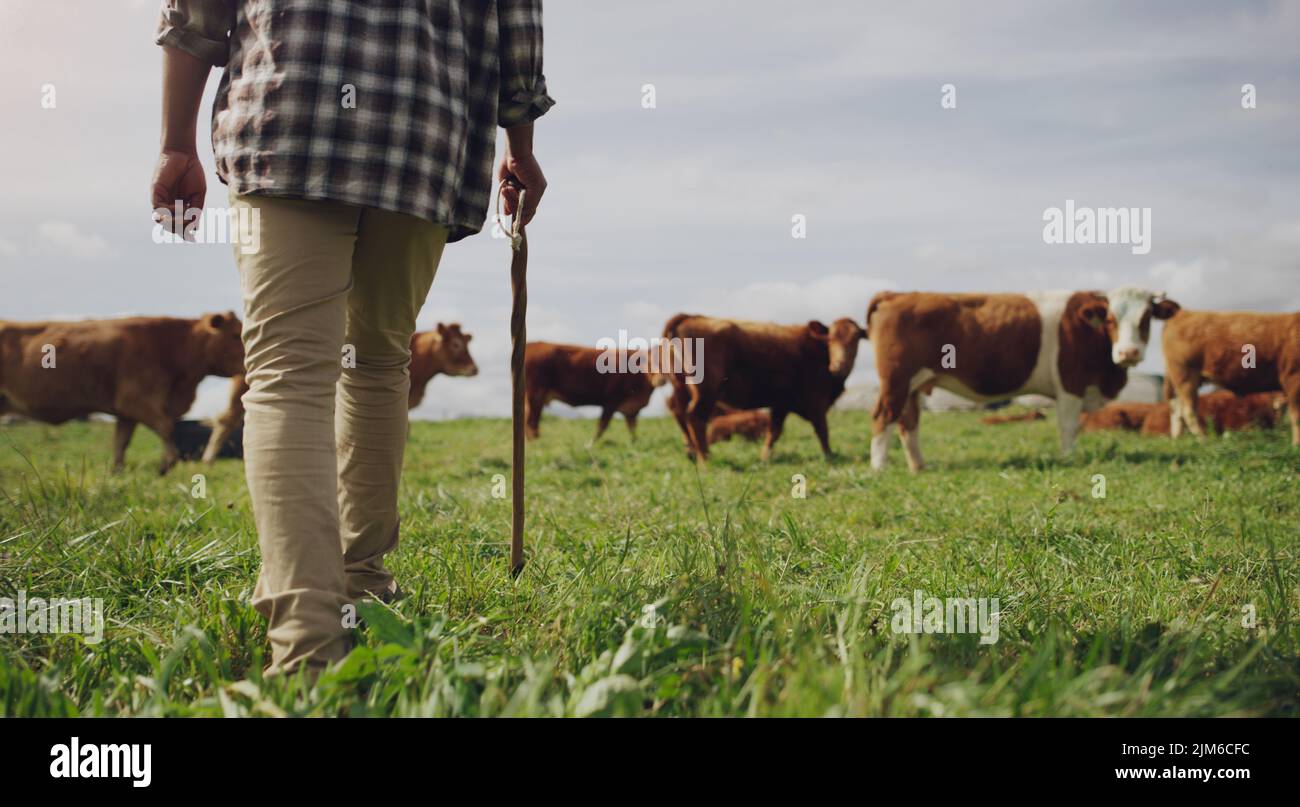 Seguimi dove l'erba è verde. Colpo di vista posteriore di un uomo che lavora in un allevamento di mucche. Foto Stock