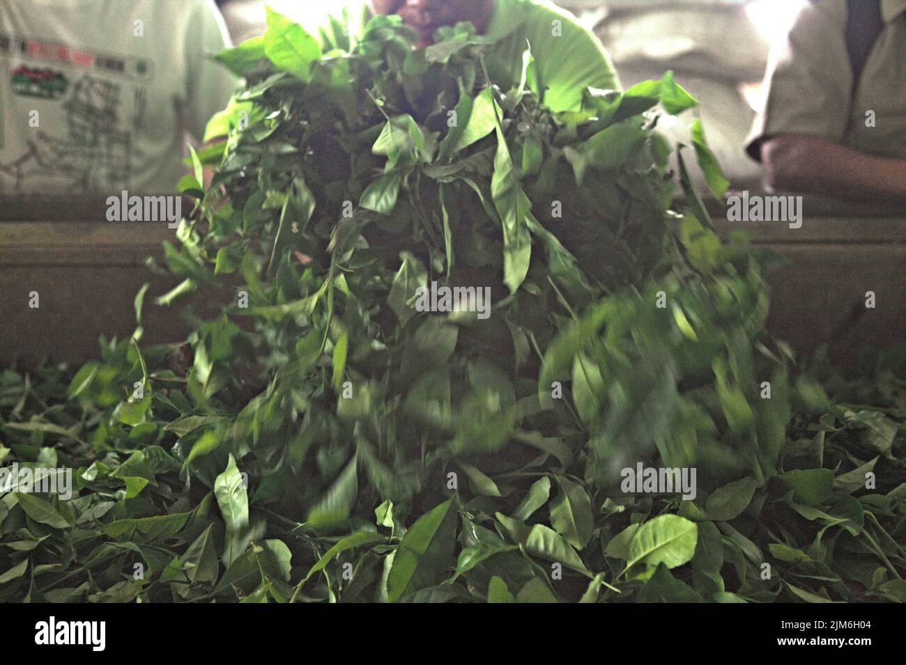 Foglie di tè raccolte che sono pronte per il processo di essiccazione presso la fabbrica di tè Sabah, l'impianto di lavorazione per i materiali raccolti dalla fattoria di tè biologico, una parte del giardino del tè Sabah in Sabah, Malesia. Foto Stock