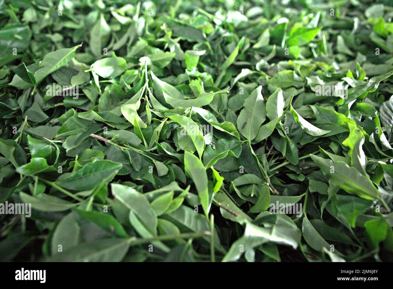 Foglie di tè raccolte che sono pronte per il processo di essiccazione presso la fabbrica di tè Sabah, l'impianto di lavorazione per i materiali raccolti dalla fattoria di tè biologico, una parte del giardino del tè Sabah in Sabah, Malesia. Foto Stock