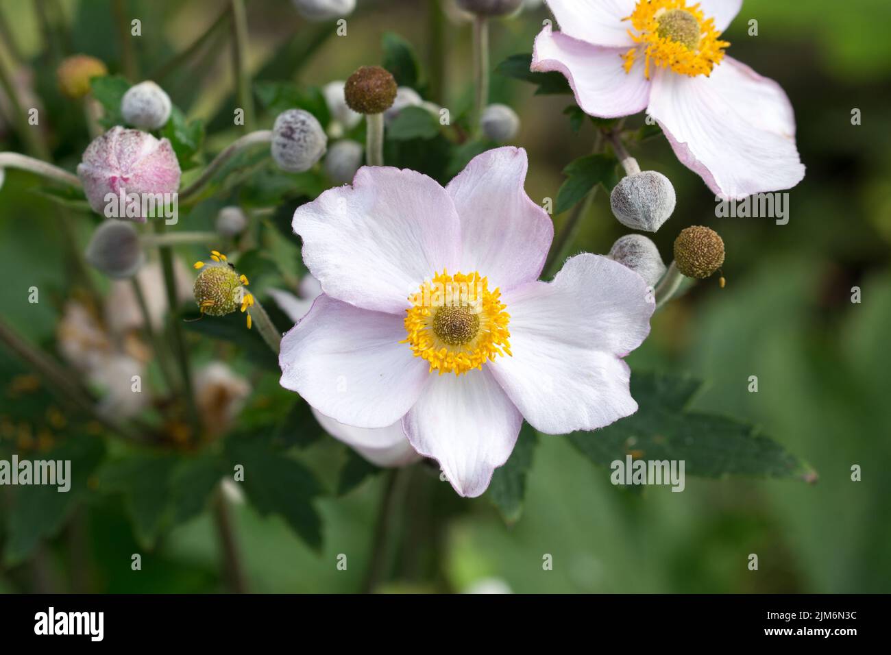 Anemone scabiosa rosa giardino fiori primo piano selettivo fuoco Foto Stock