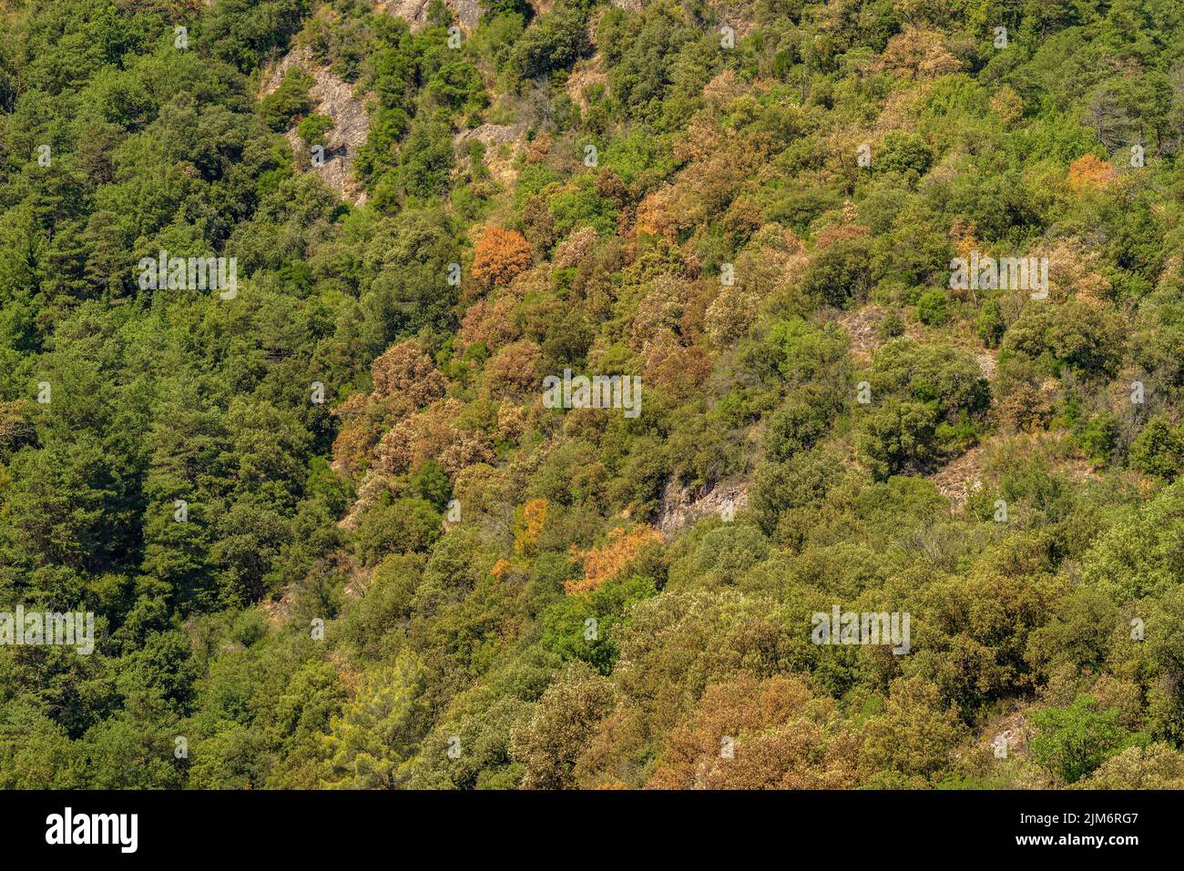 Alberi che cambiano colore a causa della siccità estiva del 2022 nella zona del bacino di Baells (Berguedà, Barcellona, Catalogna, Spagna) Foto Stock