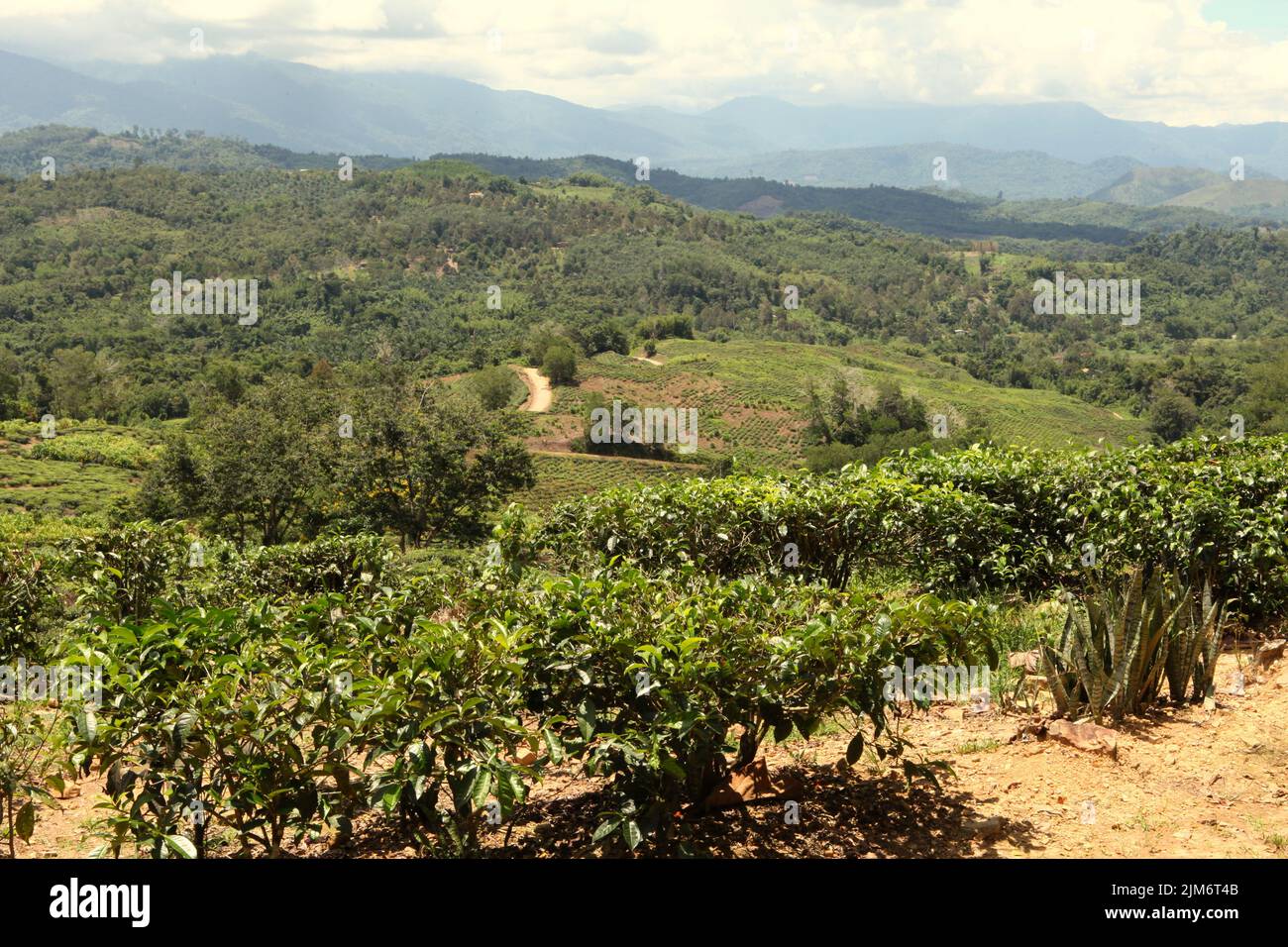 Paesaggio di fattoria di tè biologico, una parte del giardino del tè Sabah in Sabah, Malesia. Foto Stock