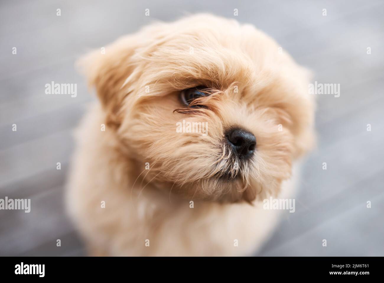 Non potete comprare la felicità, ma potete salvarla. Un cane adorabile seduto su un portico di legno all'aperto. Foto Stock