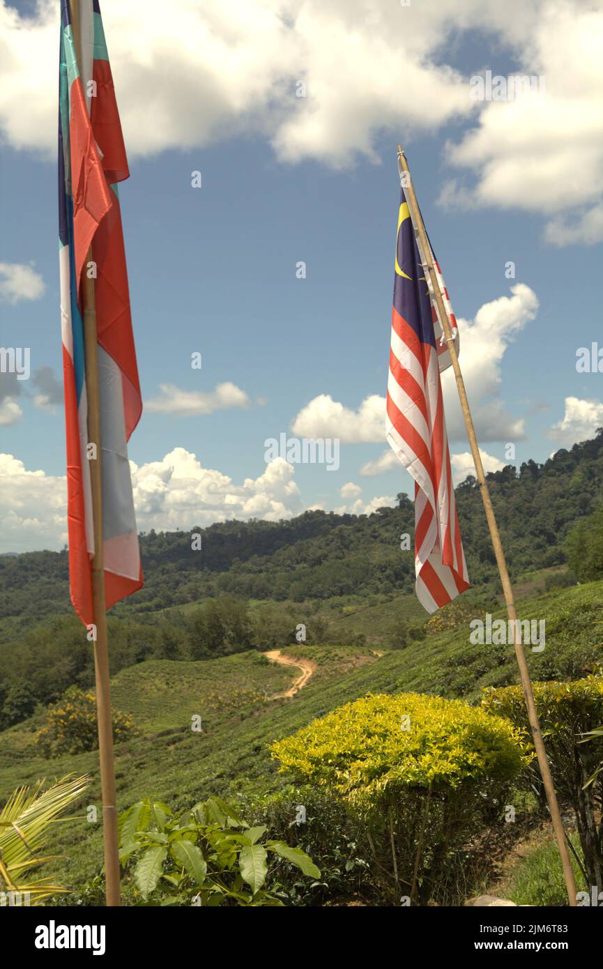 Bandiera di Sabah e la bandiera nazionale della Malesia in uno sfondo di biologico fattoria di tè, una parte del giardino del tè Sabah in Sabah, Malesia. Foto Stock