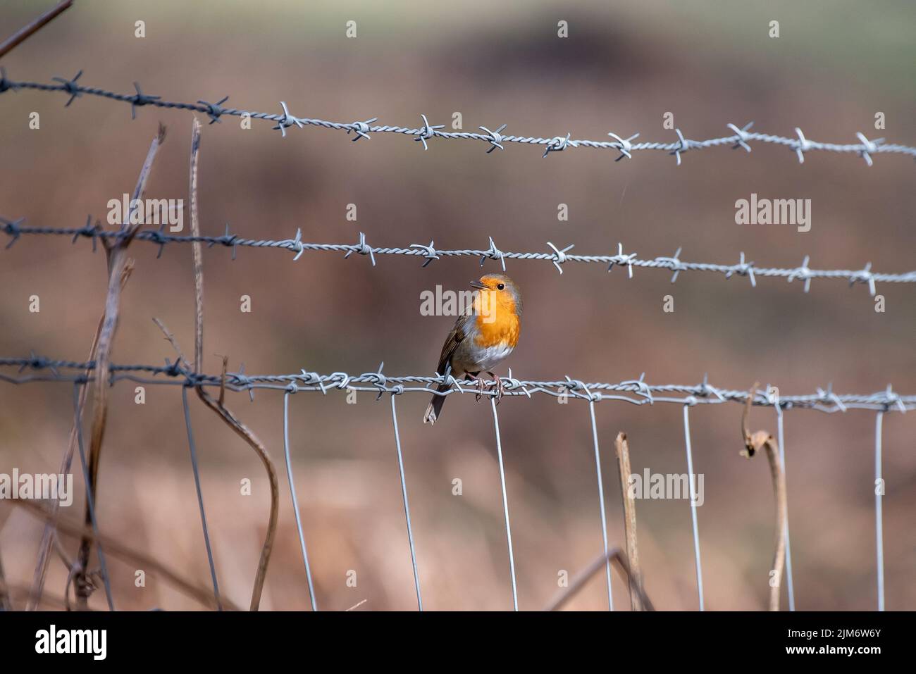 Un piccolo colpo di fuoco di un piccolo robin europeo (Erithacus rubecula) arroccato sulle linee di acciaio Foto Stock