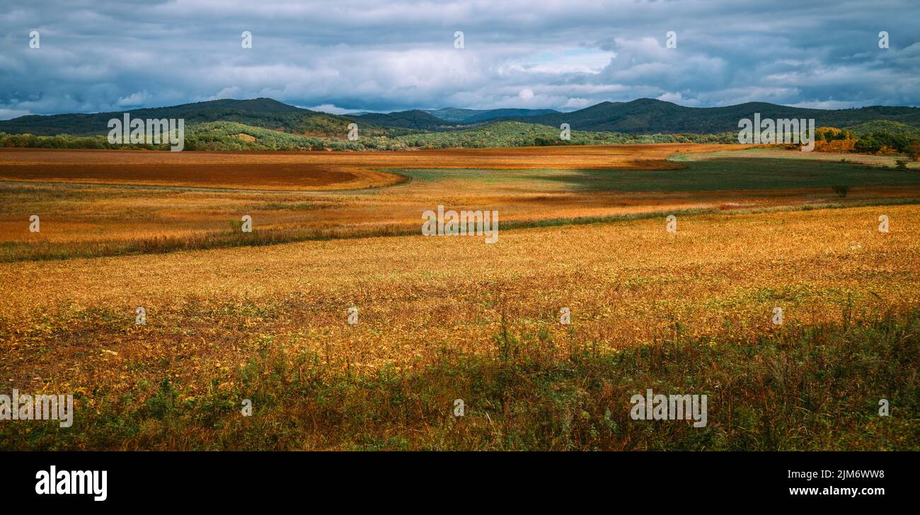 Paesaggio del campo d'oro di giorno. Russia Foto Stock
