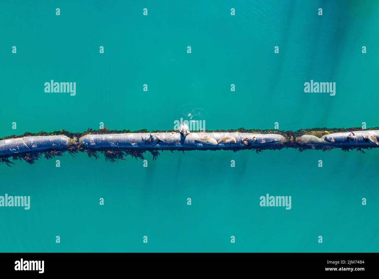 L'oceano è il cuore del pianeta. Colpo ad angolo alto di un gruppo di foche seduti su una pipeline in mare. Foto Stock