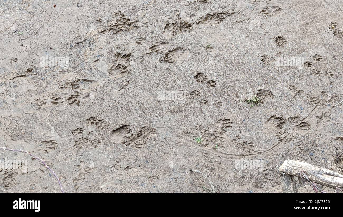 Varie tracce di animali sulla riva del fiume Staunton, vicino ad Altavista Virginia. Le tracce includono racoon, possum, skunk e cervi, tra gli altri Foto Stock