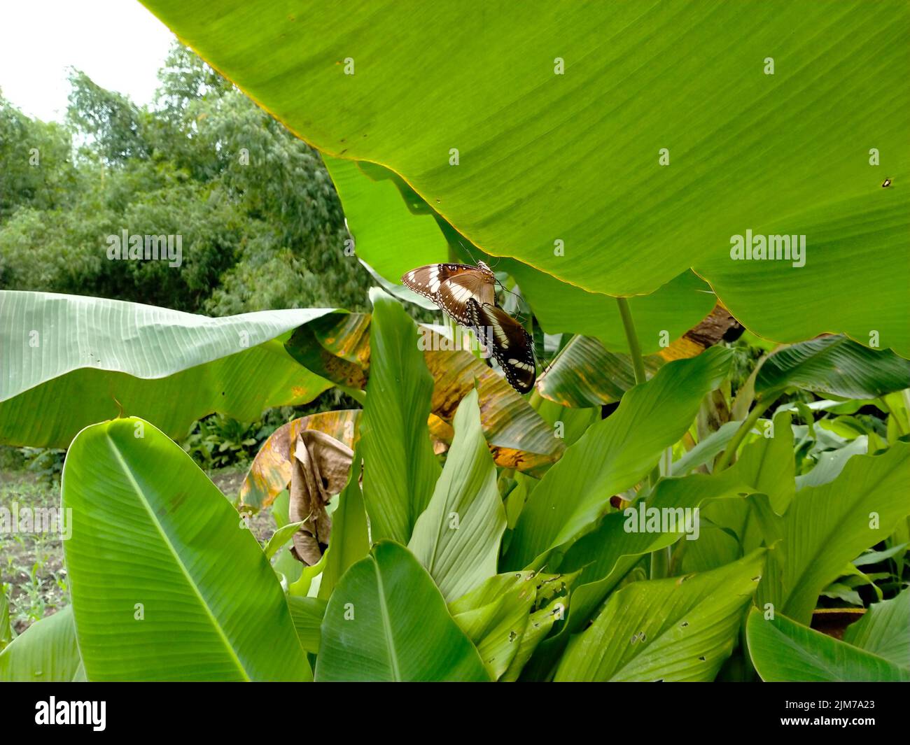 farfalle accoppiamento su foglie di banana. giorno in giardino. nella stagione di accoppiamento. Foto Stock