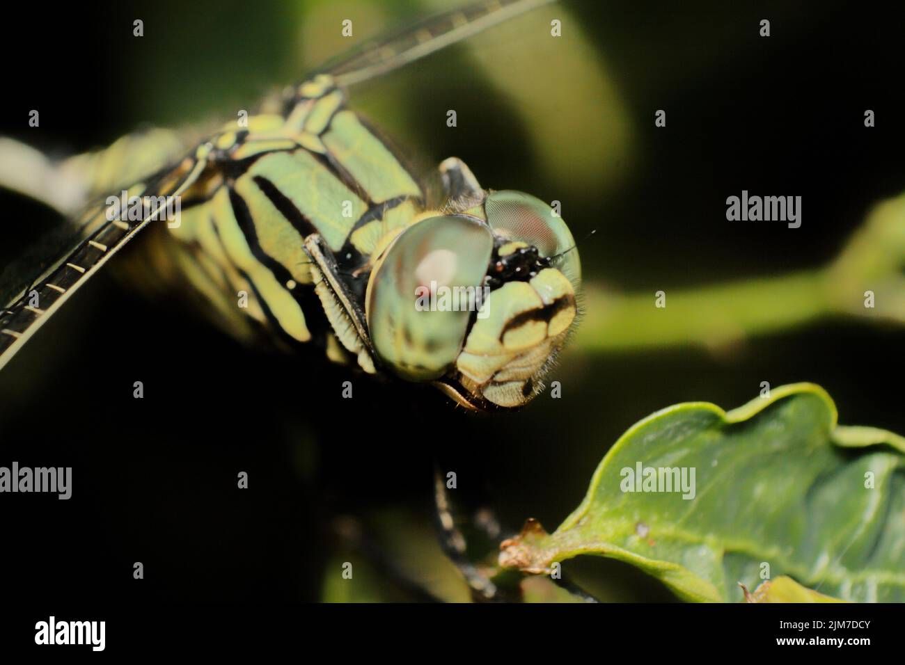 Un primo piano di una libellula verde su uno sfondo sfocato in ciamis, Giava Occidentale, Indonesia Foto Stock