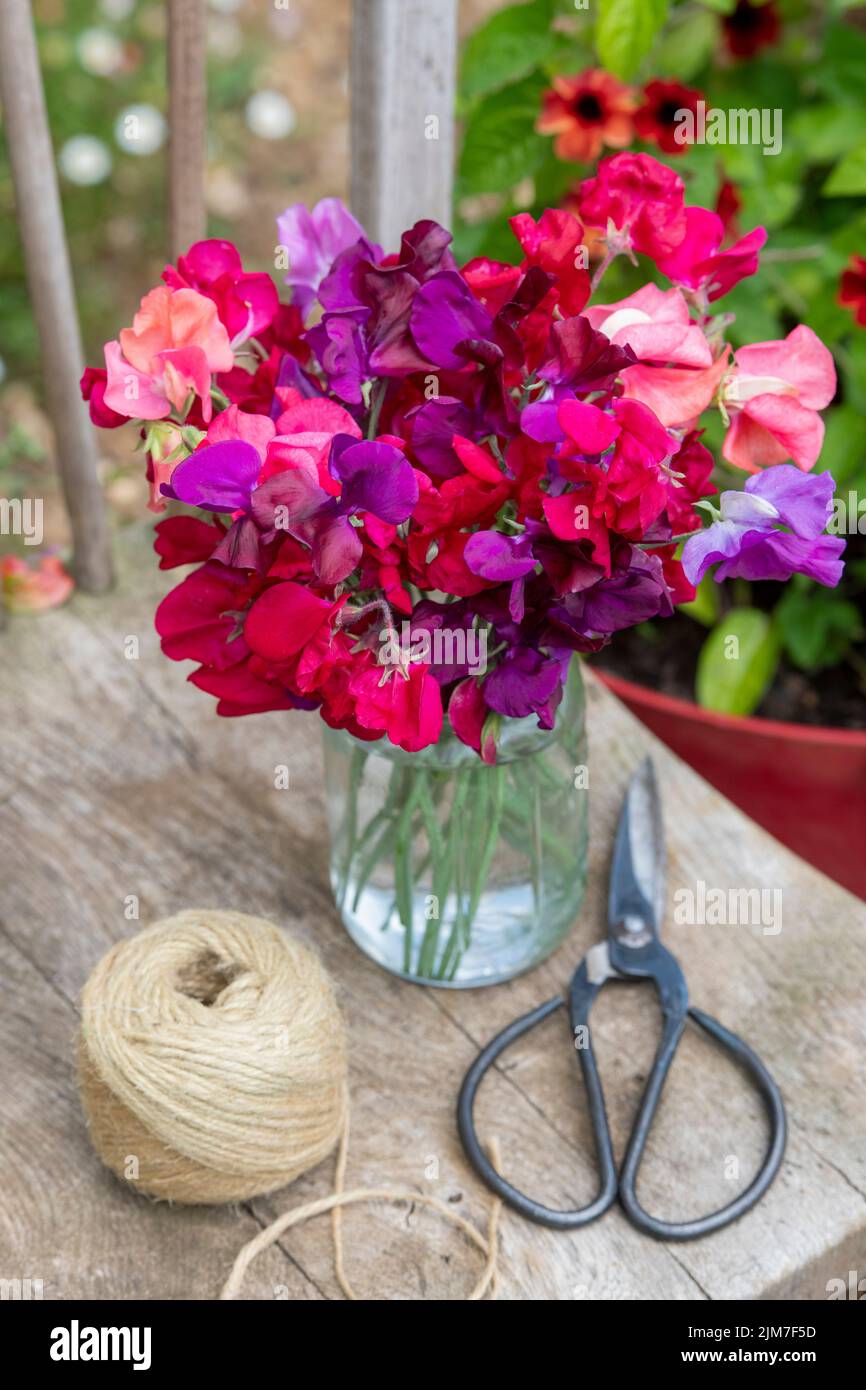 Lathyrus odoratus. Tagliare i fiori di piselli dolci in un vaso di vetro su un sedile di legno con spago e forbici. REGNO UNITO Foto Stock