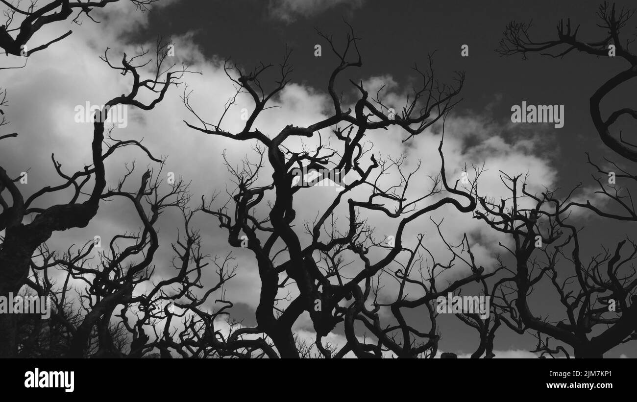 Cime dell'albero di snottygobling bruciato nella palude di Goblin. Foto Stock