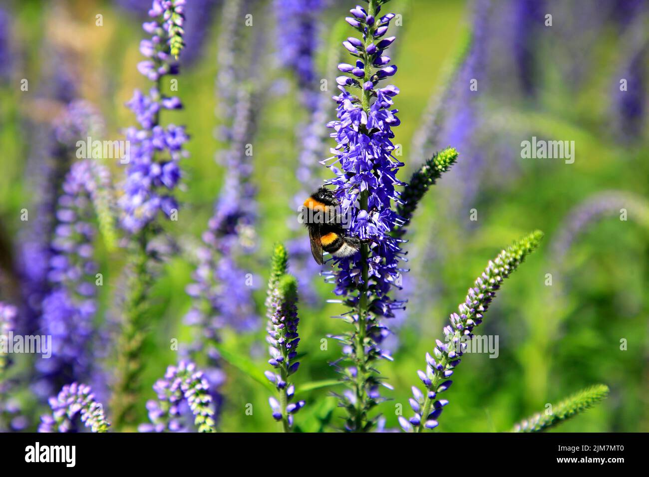 Bumblebee, insetto impollinatore di Bombus spp, che si nutrono sul nettare di issopo, Hyssopus spp. In una giornata di sole. Foto Stock