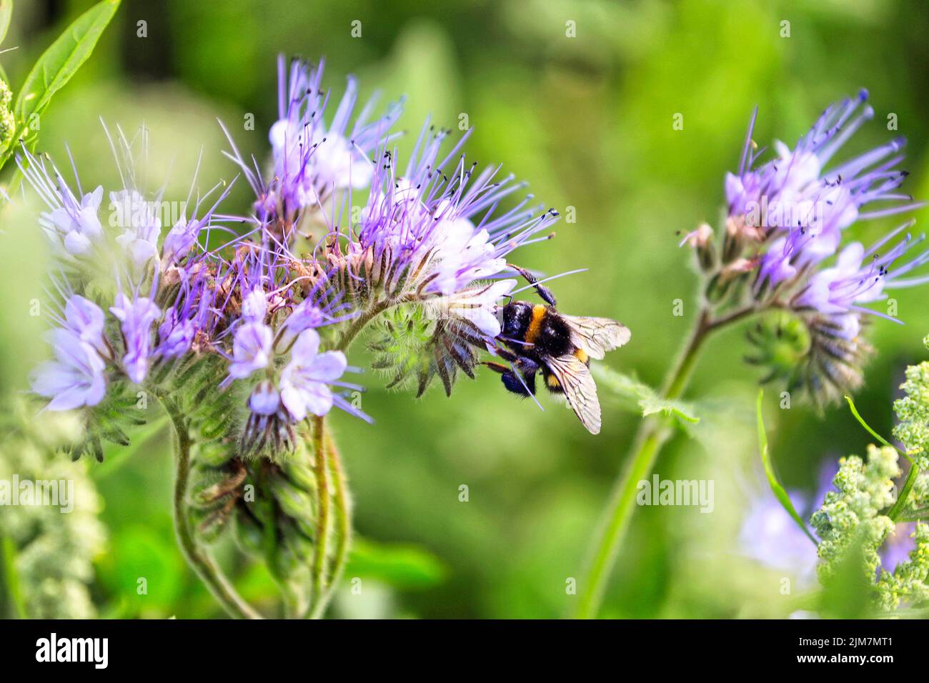 Bumblebee, insetto impollinatore di Bombus spp, nutrendo sul nettare di Lacy phacelia, Phacelia tanacetifolia, spesso usato come pianta di ape o coltura di copertura. S Foto Stock