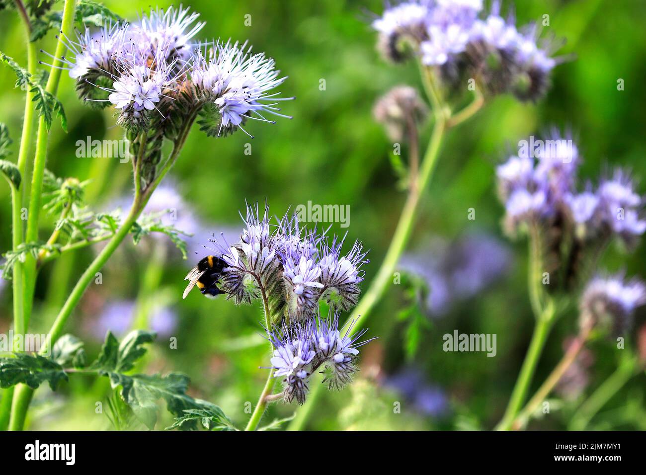 Flowering Lacy phacelia, Phacelia tanacetifolia, spesso usato come pianta di ape o coltura di copertura, con un Bumblebee, insetto impollinatore di Bombus spp.. Foto Stock