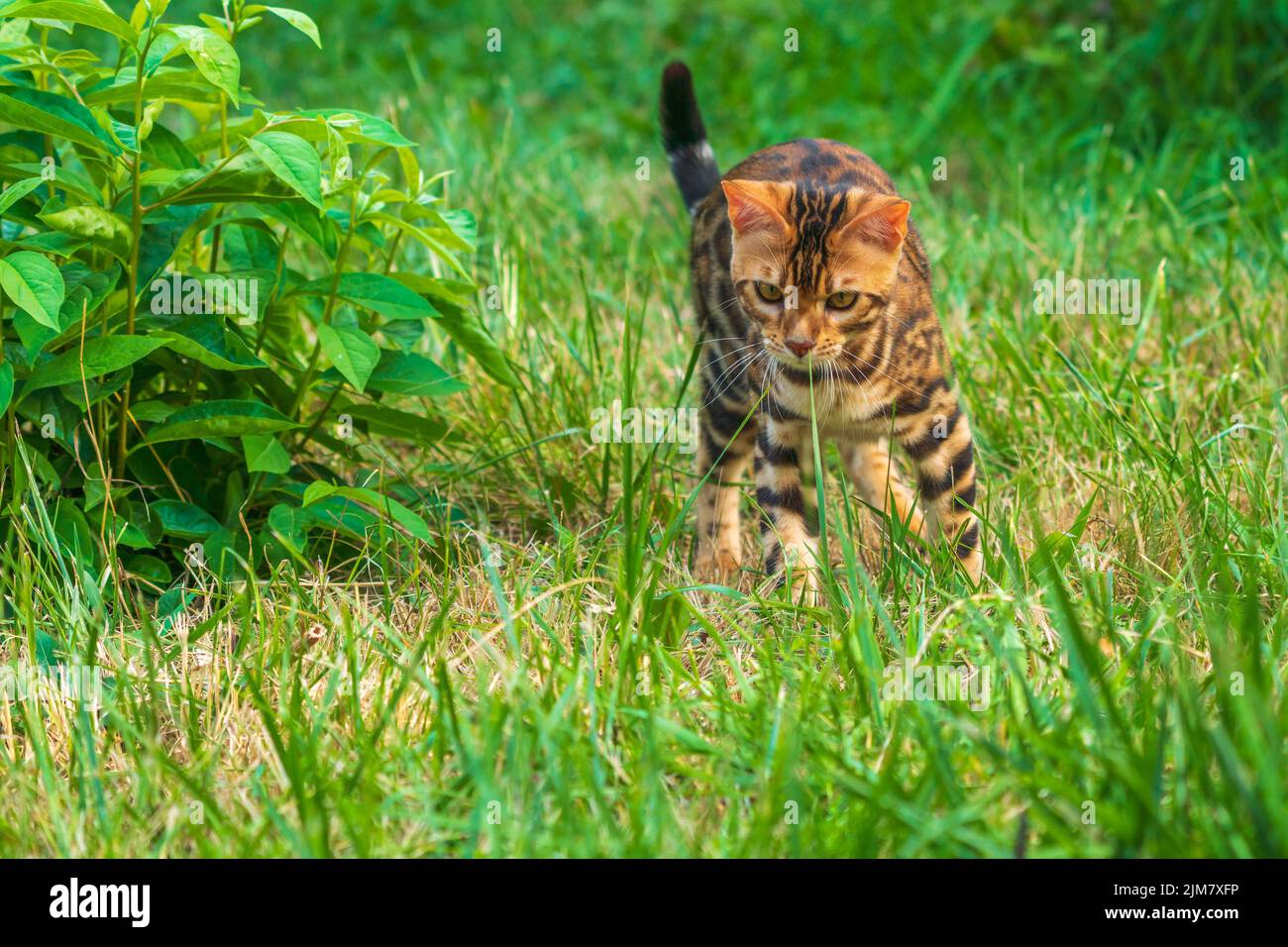 Bel giovane gatto bengala in giardino Foto Stock