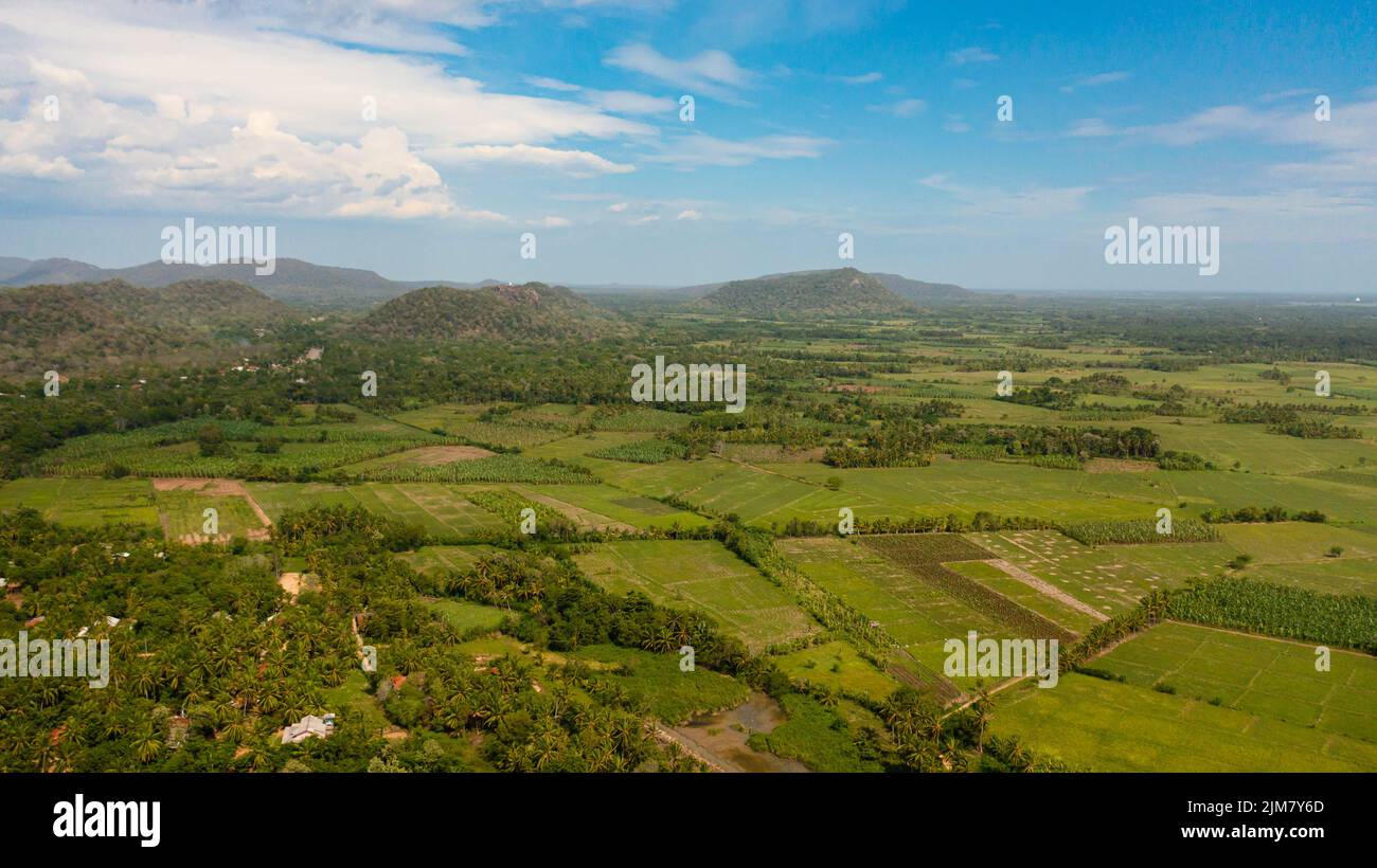 Drone aereo di terreno agricolo con piante verdi nella zona rurale. Sri Lanka. Foto Stock