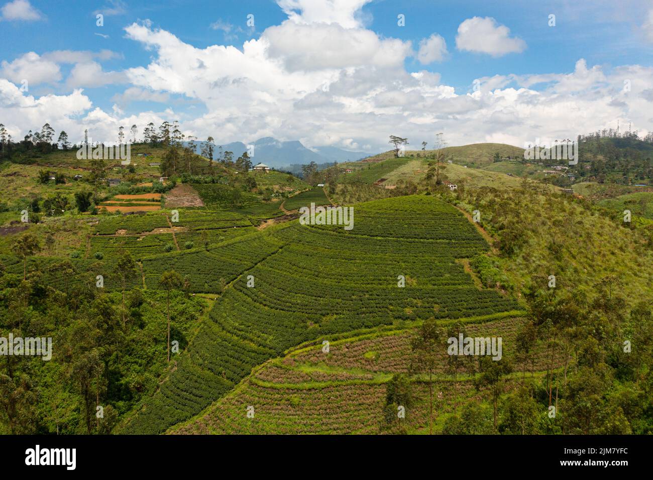 Drone aereo di colline e montagne con piantagioni di tè su uno sfondo di cielo blu e nuvole. Sri Lanka. Foto Stock