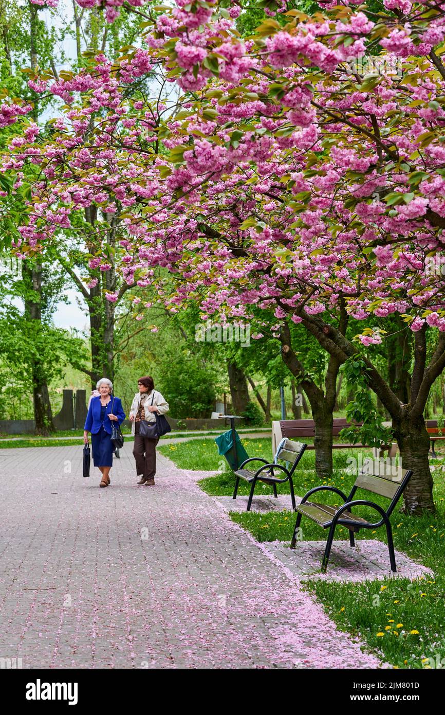 La gente che cammina su un sentiero nel parco Rataje a Poznan, Polonia Foto Stock