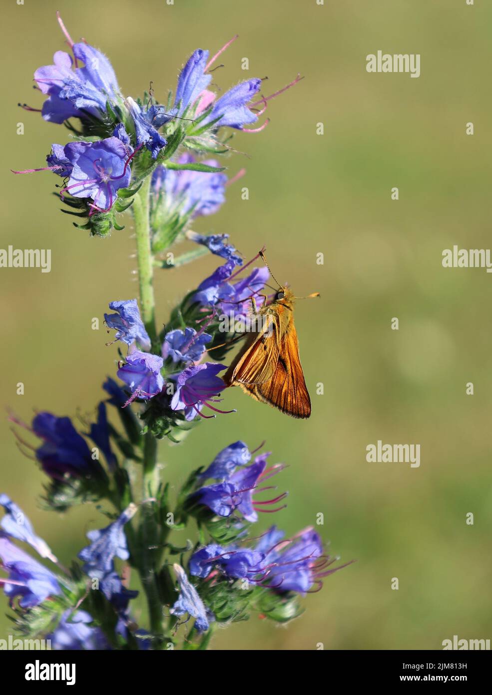 Una selezione di una farfalla su un fiore in una giornata di sole Foto Stock