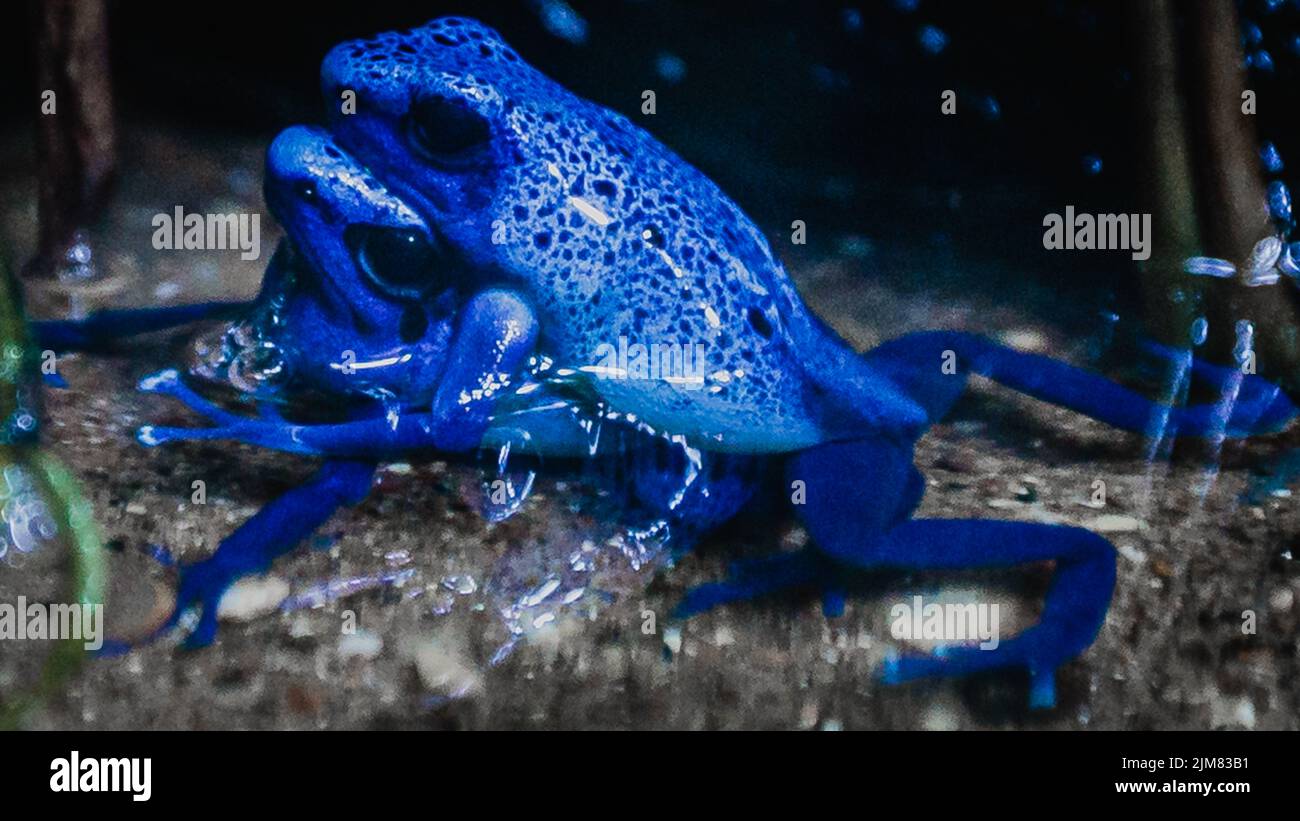 Un primo piano di freccette avvelenate blu che si accoppiano. Foto Stock