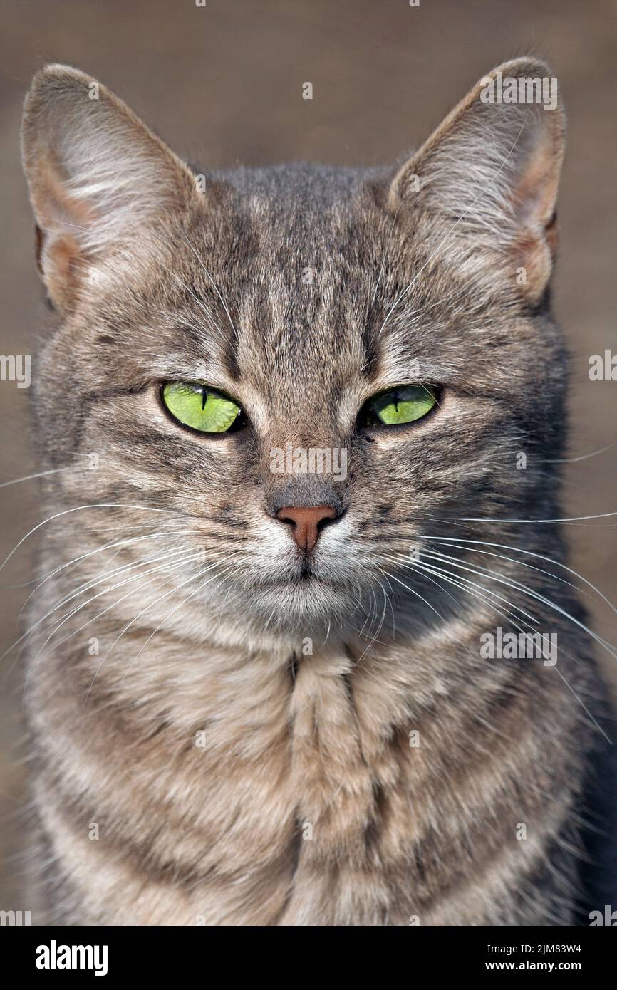 Gatto che guarda Foto Stock