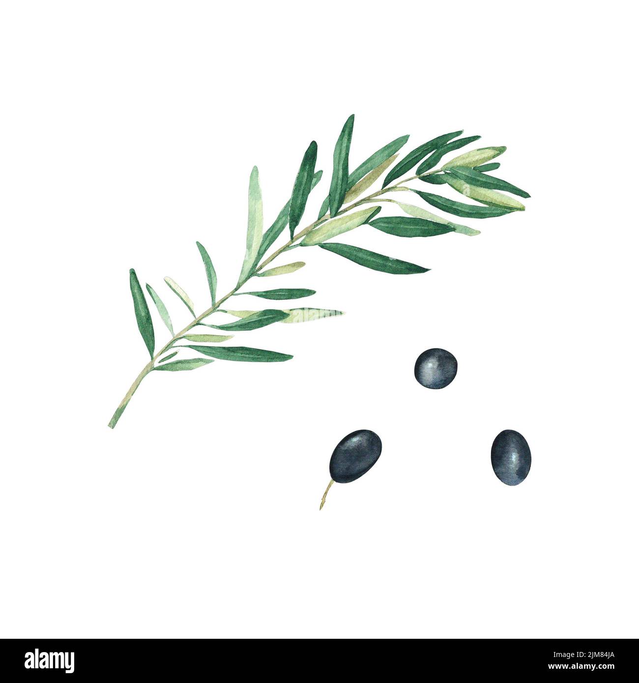 Il ramo di olive e le olive nere si isolano su sfondo bianco. Acquerello illustrazione botanica disegnata a mano. Può essere utilizzato per carte, loghi. Foto Stock