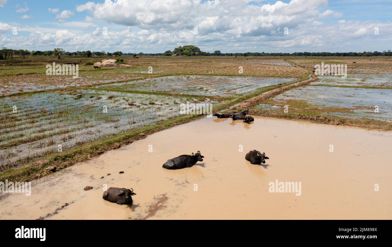 Drone aereo di bufali in acqua tra terreni agricoli e campi di riso. Sri Lanka. Foto Stock
