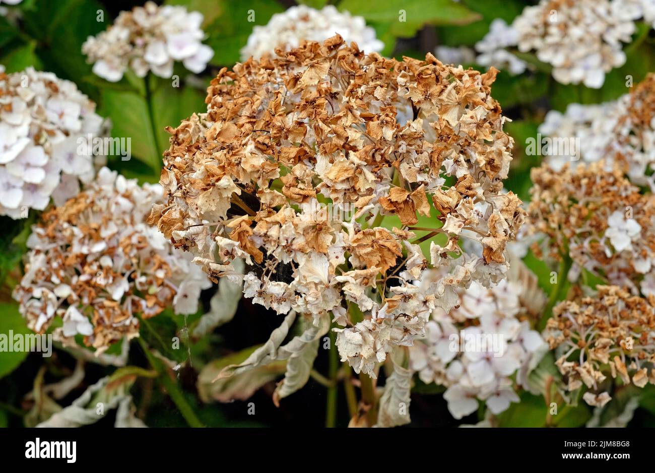 fiori bianchi essiccati di hydrangea in giardino inglese, norfolk, inghilterra Foto Stock