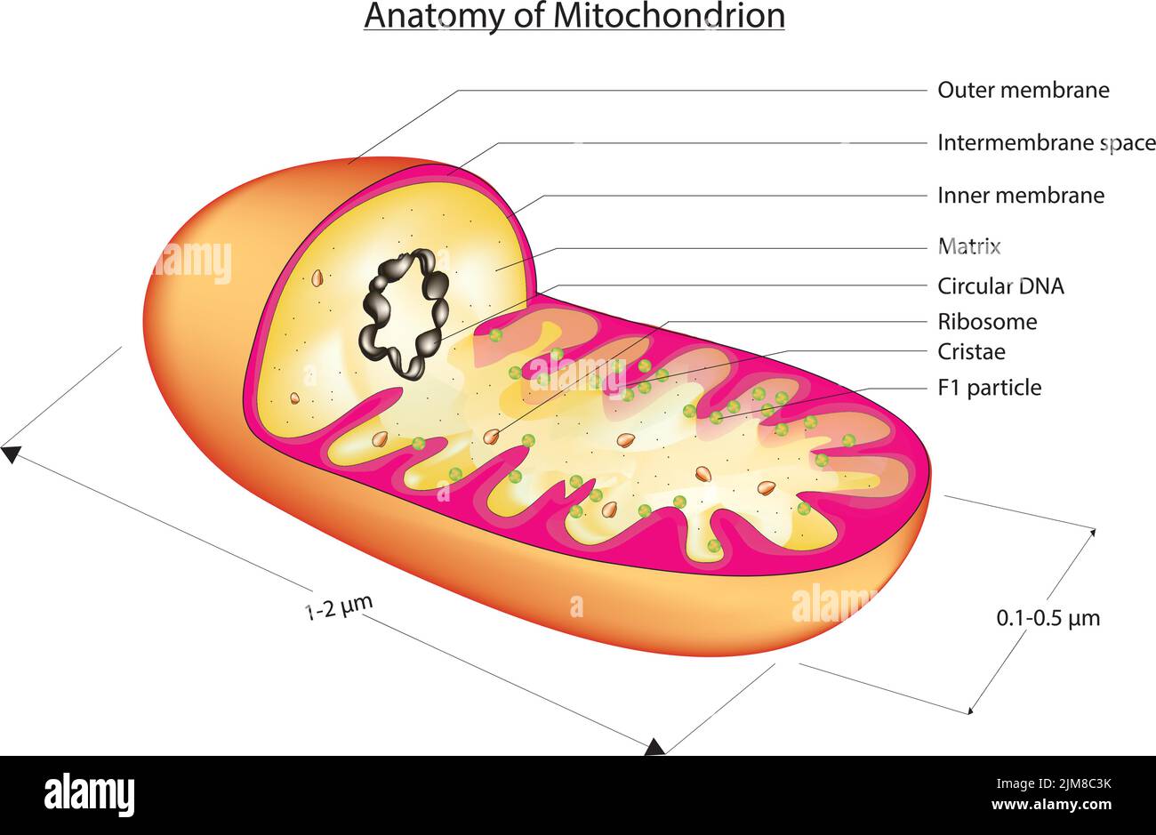 Anatomia del mitocondrio Illustrazione Vettoriale