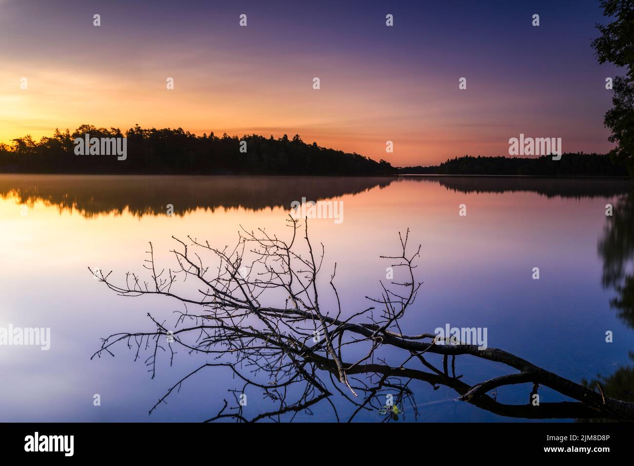 Albero che giace in acqua ferma all'alba Foto Stock