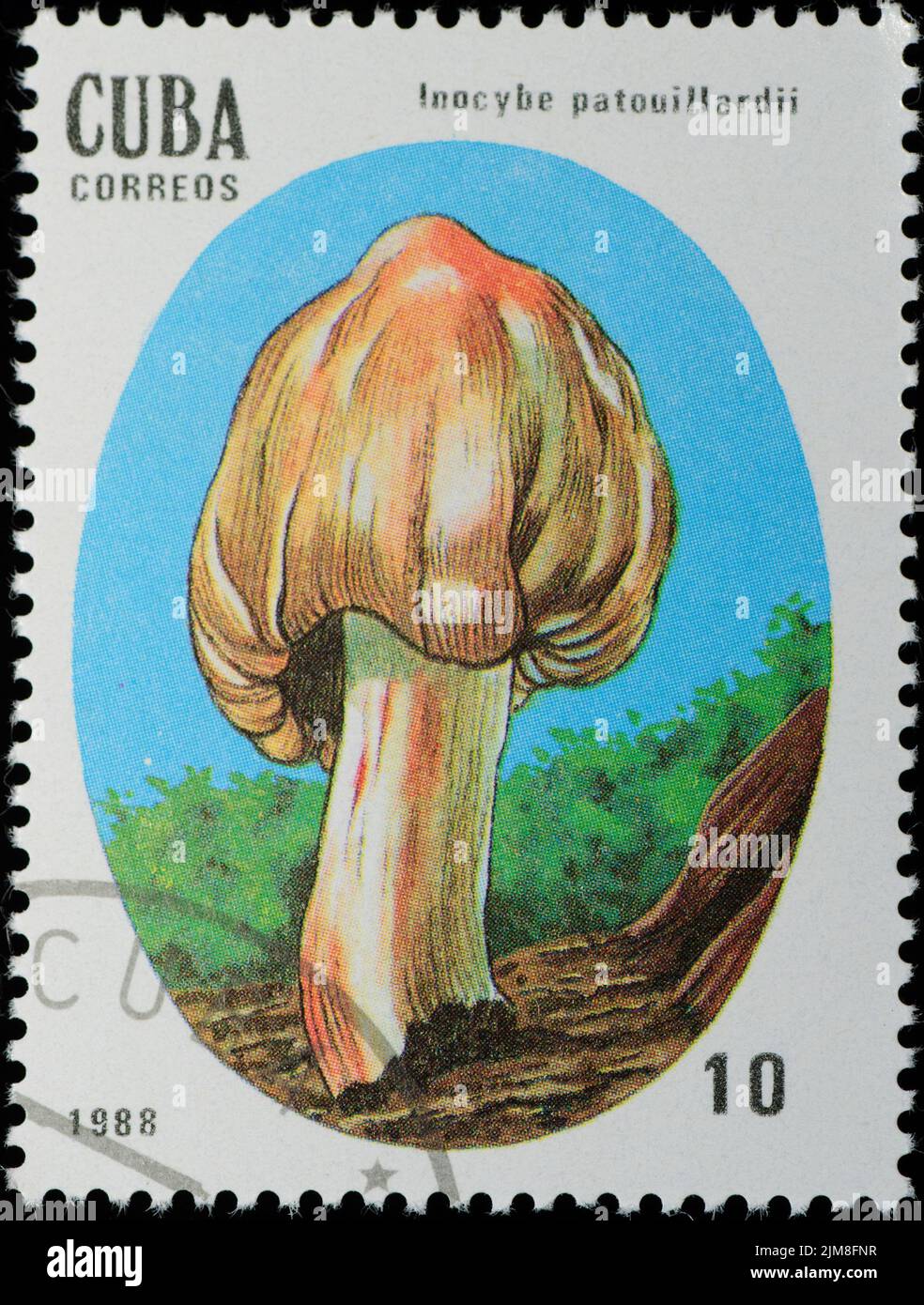 CUBA - CIRCA 1988: Fungo francobollo Foto Stock