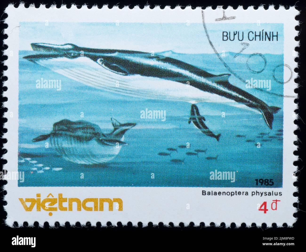 VIETNAM - CIRCA 19805 : francobollo - balena animale Foto Stock