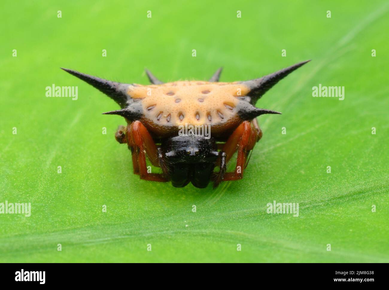 Ragno spinoso Foto Stock